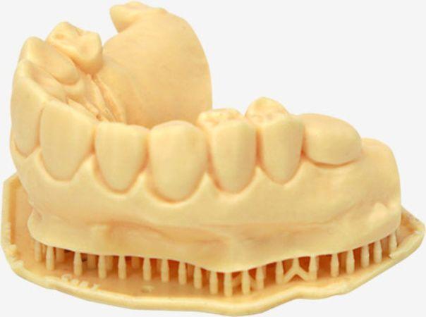макет нижнего ряда зубов